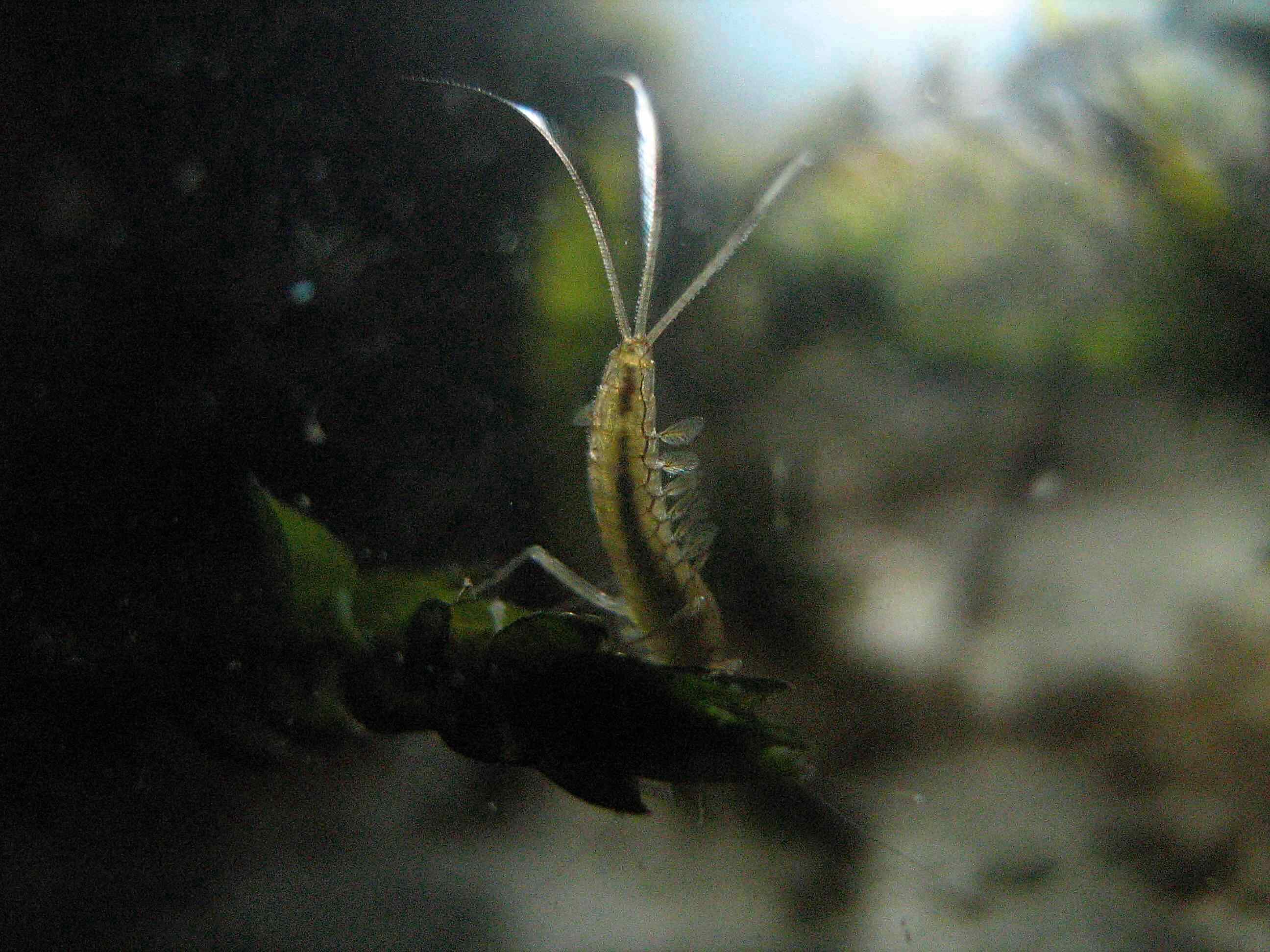 ninfa di Cloeon sp.